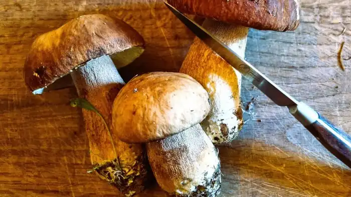 come mantenere funghi porcini