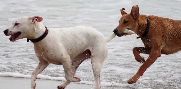 cani giocano in riva al mare