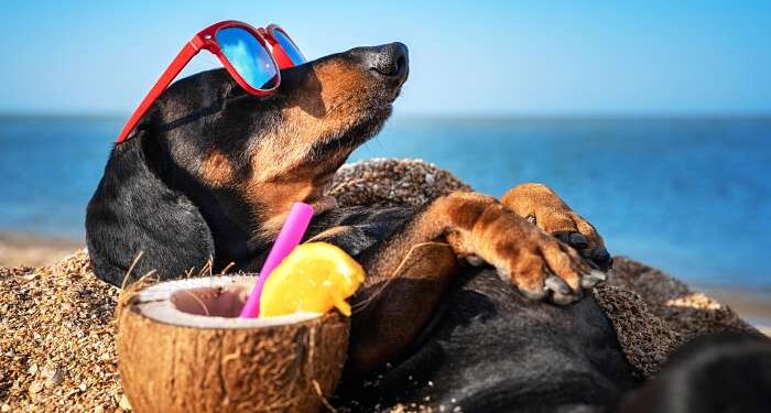 cane in spiaggia prende sole