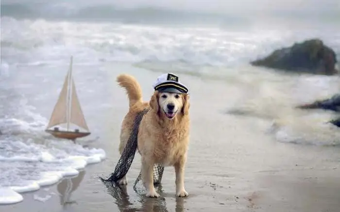 dove portare il cane in spiaggia in Liguria