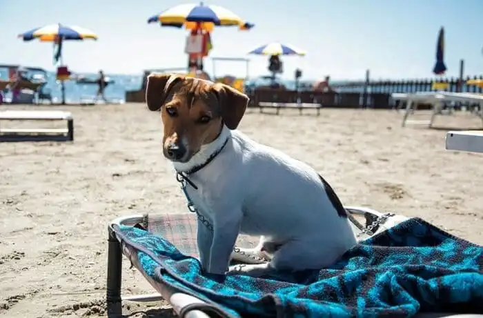 dog beach Liguria