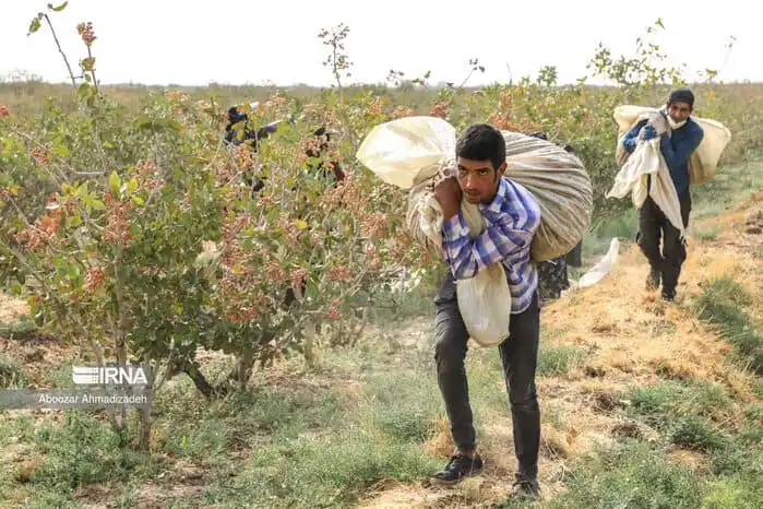 pistacchi Iran