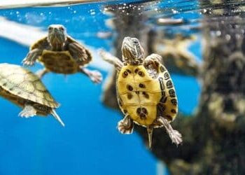 tartarughe acquatiche cura