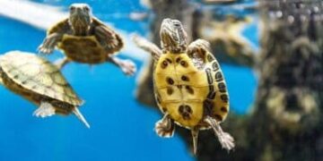 tartarughe acquatiche cura