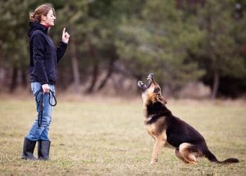 addestrare cane pericoloso