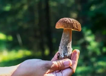 andare a caccia funghi