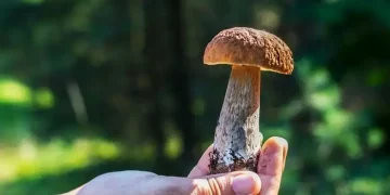 andare a caccia funghi