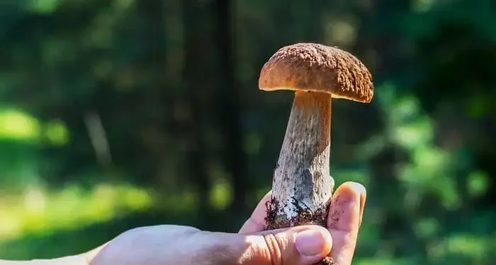 andare a caccia funghi