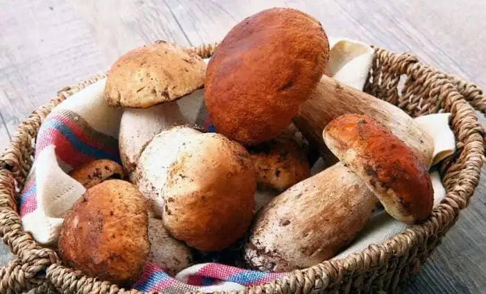 riconoscere funghi porcini