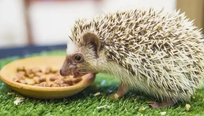 riccio africano alimentazione