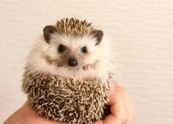 allevare riccio africano