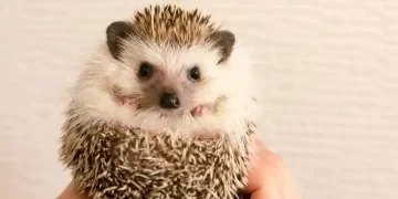 allevare riccio africano