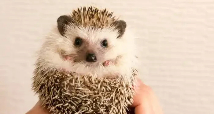 allevare riccio africano