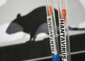 hantavirus profilassi