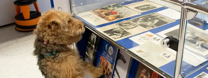 accesso musei con cane
