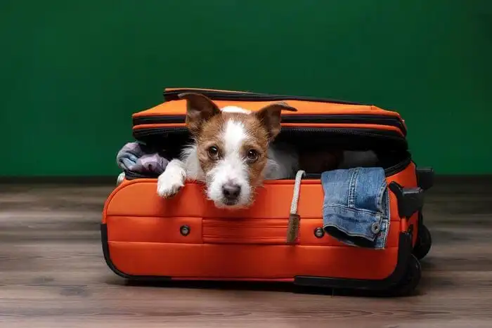 cane cosa portarsi dietro