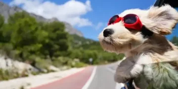 viaggi con animali