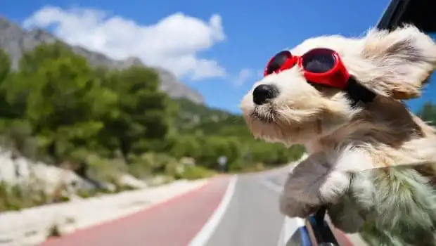 viaggi con animali