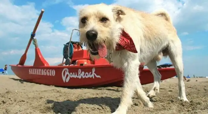 dog beach Roma