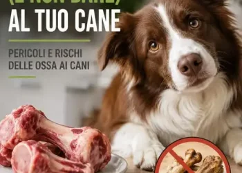 ossa cani