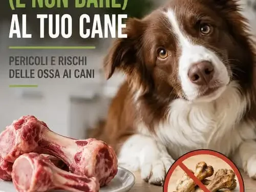 ossa cani