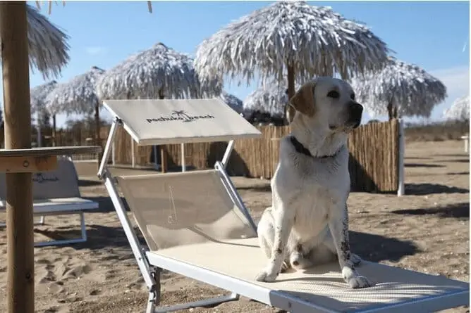 Venezia dog beach