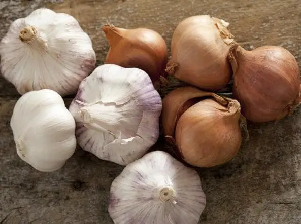 aglio e cipolla tempo